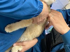 -瑞派·关忠动物医院·猫专科·犬专科(三环新城店)