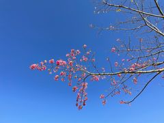 -艾米稻香小镇