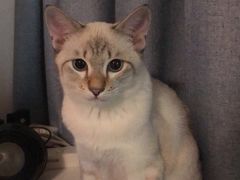 -宠爱国际动物医院·消化内科·心肾内科·ISFM猫友好(望京店)