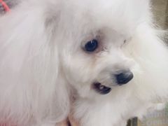 -久久宠物(河东万达店)