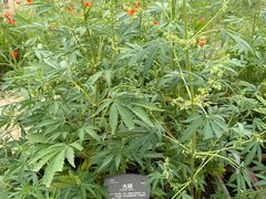 -国家植物园南园