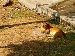 -西霞口神雕山野生动物世界