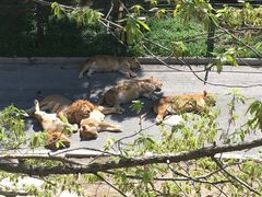 -大连森林动物园