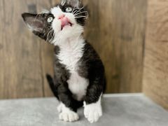 -小猫来了·猫舍(红山六九七九店)