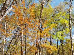 -叠溪松坪沟景区