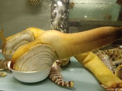 -甄御•海鲜新青岛菜(麦岛店)