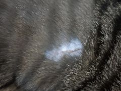 -瑞鹏宠物医院·猫科·宠保定点(梅溪湖分院)