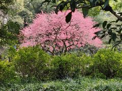 -杭州植物园