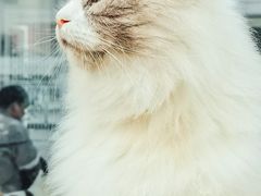-松果猫咖(桐乡吾悦金街店)