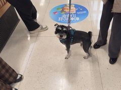 -帕帕拉兹宠物(亚洲旗舰店)