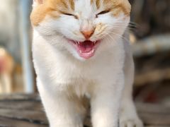 -禾斗海鲜自助(市南银座店)