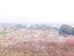 -香雪海