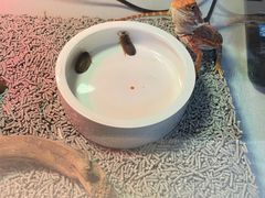 -酷以爬仙阁实体爬宠店·守宫·蜥蜴·专业繁育