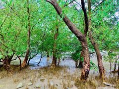 -宝安西湾红树林湿地公园