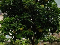 -寒岩夕照农家乐