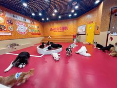-和它·交个朋友·狗咖猫咖(爱琴海店)