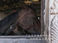 -大连凯洋马术俱乐部有限公司