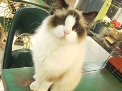 -喵喵咪呀布偶猫咖(春熙路店)