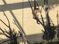 -合肥野生动物园