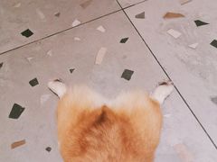 -柴迷FANS CLUB·柴犬狗咖·猫咖