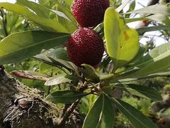 -西山樟坞健康果园枇杷杨梅采摘