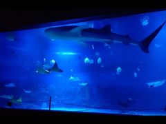 -烟台海昌鲸鲨海洋公园