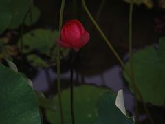 -四川大学(华西校区)