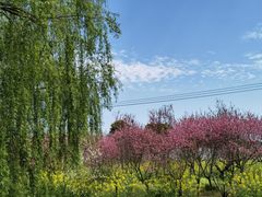-南汇桃花村