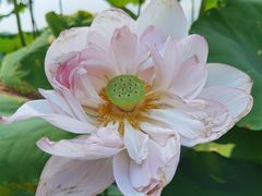 -陈家山荷花公园