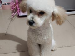 -FAELING PETS美天灵宠物(富力广场店)