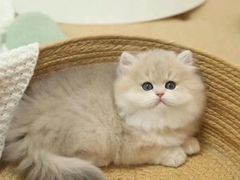 -欣宠猫屋·矮脚拿破仑·蓝金金渐层