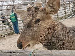 -石家庄市动物园