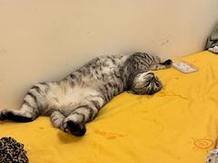 -心仪动物医院·牙专科·肿瘤·心脏科(西客站院)