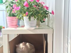 -宠颐生中康贝怡动物医院