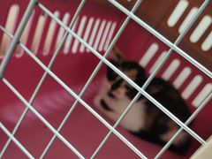 -汪喵宠物医院·骨科心脏影像·犬猫急重症ICU诊疗中心(成华分院)