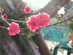 -丹樱生态园