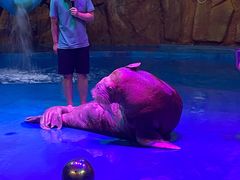 -烟台海昌鲸鲨海洋公园