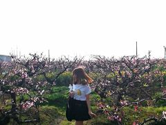 -南汇桃花村