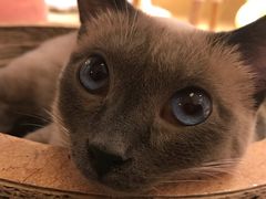 -滚猫咖啡·猫咖·猫友好撸猫(未来城店)