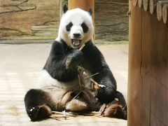 -西霞口神雕山野生动物世界