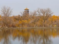 -金塔沙漠胡杨林景区