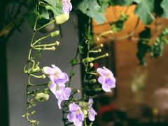 -莓园冰淇淋店