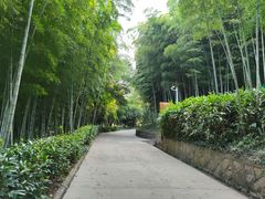 -上海佘山国家森林公园西佘山园