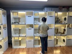-十月米努特矮脚猫舍