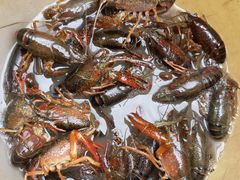 -同銮特种养殖场·龙虾垂钓