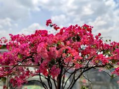 -吉布鲁牛排海鲜自助(成都大悦城店)