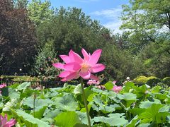-莲花池公园