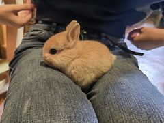 -猫猫幼稚园·撸猫·桌游·电玩