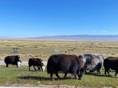 -祁连山草原