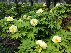 android_upload_pic-景山公园